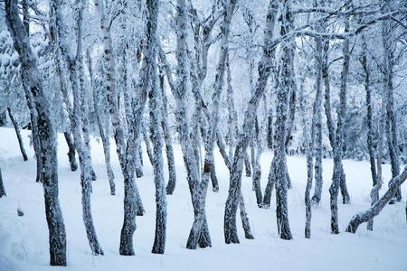 冬季森林。