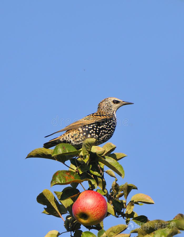 的秋日里麻雀欧亚松鸦金翅雀红嘴蓝鹊帕鲁斯芦苇击鼓蓝鸦八哥肖像八哥
