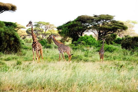 三只长颈鹿在非洲大草原上狩猎图片