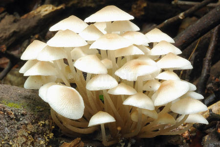 白色森林蘑菇。