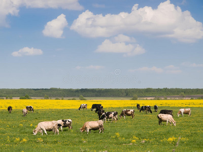 田野上的牛群