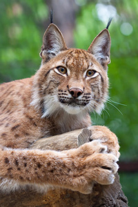 山猫与荒野区