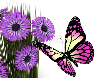 蝴蝶和雏菊