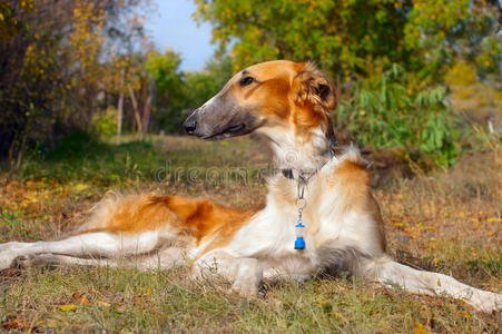 俄罗斯猎狼犬