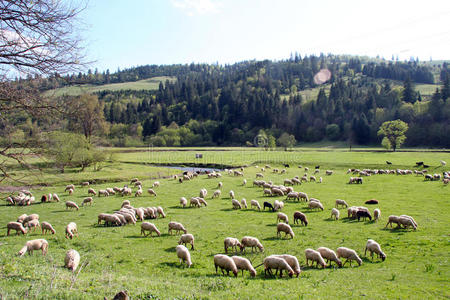 羊肉 兽群 自然 牧场 农场 羊毛 领域 羔羊 牲畜 春天