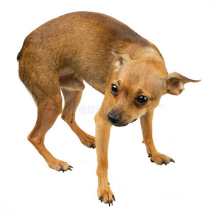 浅棕色凯恩梗狗图片