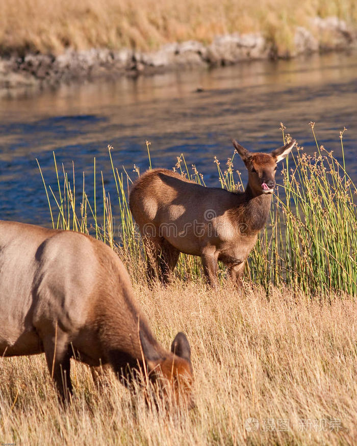 小麋鹿照片-正版商用图片0ksnjy-摄图新视界