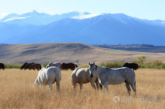 下载小样发票合同问题/举报绵羊吃草.