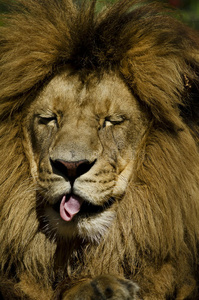 伸出的狮子舌头