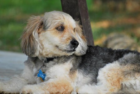 粗毛波斯尼亚粗毛猎犬照片