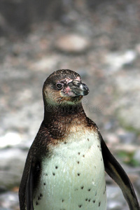 一只年轻的洪堡企鹅