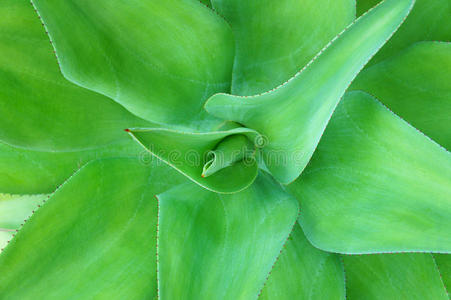 绿色巴巴多斯植物