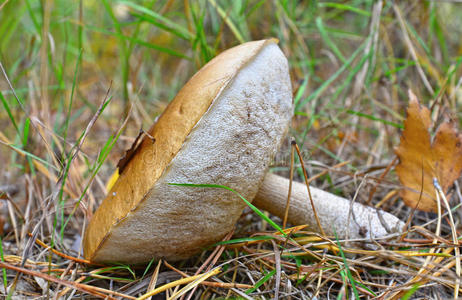 白桦蘑菇