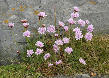 节俭还是海粉图片