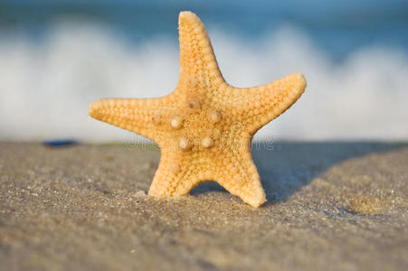 蓝天映衬下沙滩上的海星