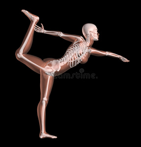 瑜伽姿势的女性骨骼
