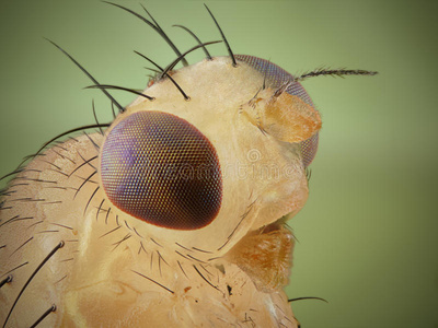 果蝇剖面图图片