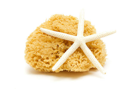 天然海绵海星照片