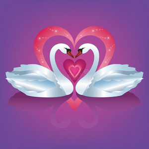 两个鹅两个相爱的白天鹅照片