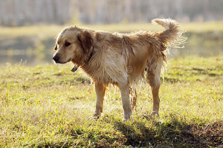 湿金毛猎犬图片