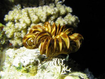 海百合珊瑚礁