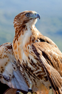 红尾鹰buteo jamaicensis