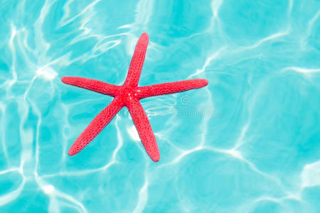 红海星漂浮在完美的热带海域