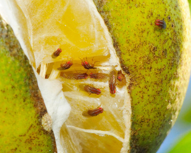 温室粉虱群袭向柑橘属果树叶子蚜虫喷雾关于成果树从有害的人或物秋季