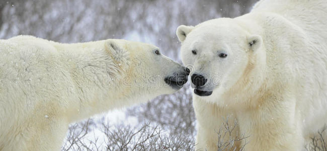 两只北极熊。