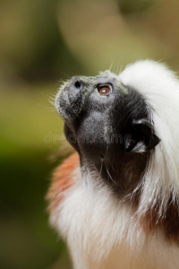 棉顶罗望子saguinus oedipus