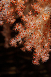 软珊瑚安达曼海