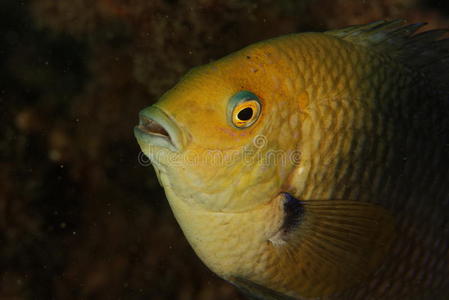 礁鱼安达曼海