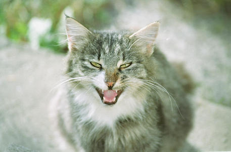 愤怒的灰色长毛猫图片