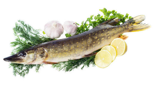 烹饪原料生梭子鱼