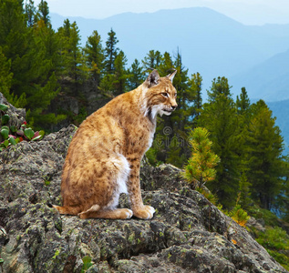 野生地区的猞猁