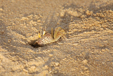 与沙子混合颜色的螃蟹的特写