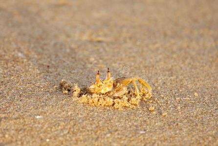 一只美丽的淡黄色螃蟹躲在它的洞穴里