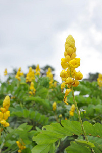 野黄花烛台图片