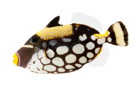 宠物三角巾图片