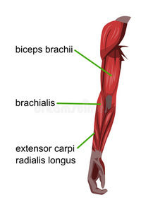 手臂肌肉图片
