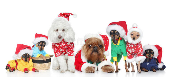 一群戴着圣诞帽的纯种狗