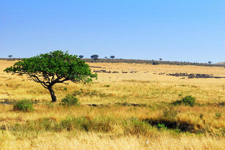非洲大草原
