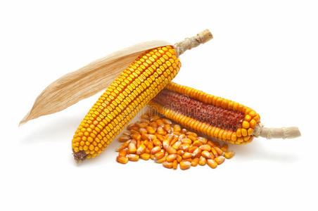 玉米芯和谷物