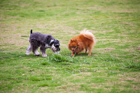 犬科动物 繁殖 幼犬 雪纳瑞 宠物 小狗 公园 动物 可爱的