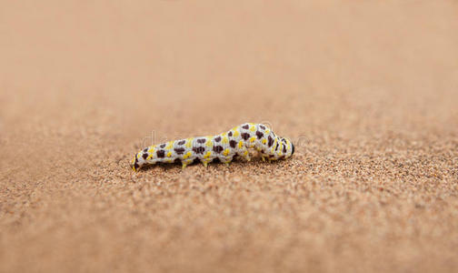 睡觉黑夜蠕虫照片