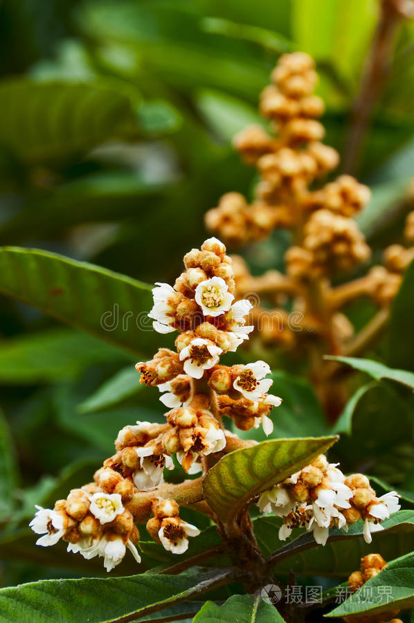 百花枇杷