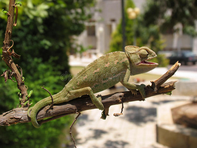 吃三角恐龙-3d 渲染tenontosaurus 攻击tarbosaurus 包异特龙和峨眉