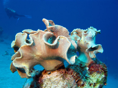 软珊瑚和潜水员的珊瑚礁