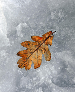 雪中橡树叶