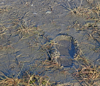 泥泞足迹泥泞中的脚印照片